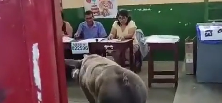 Chancho elecciones Perú