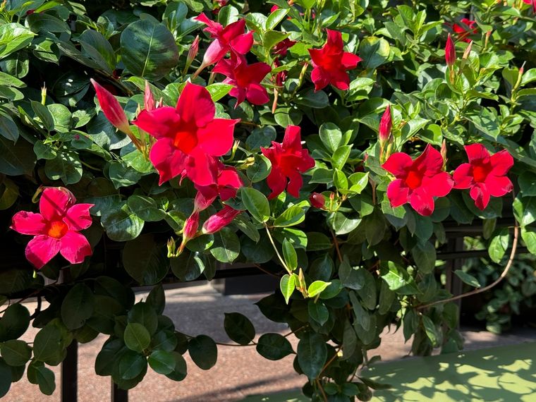 La dipladenia decora con sus colores llamativos y formas acampanadas. La dipladenia decora con sus colores llamativos y formas acampanadas. 