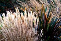 Gran parte de esta serie de plantas - algunas, con formas puntiagudas-  le dan vida al jardín o al patio durante las estaciones frías del año. Foto: RM Floral / homesandgardens.com