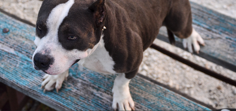 Los Pit bull son considerados por la sociedad como uno de los perros más peligrosos Foto: Shutterstock