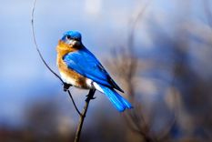 twitter planea un canal de tv por internet twitter planea un canal de tv por internet