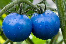 El tomate azul, un fruto raro pero beneficioso para la salud. Foto: Shutterstock