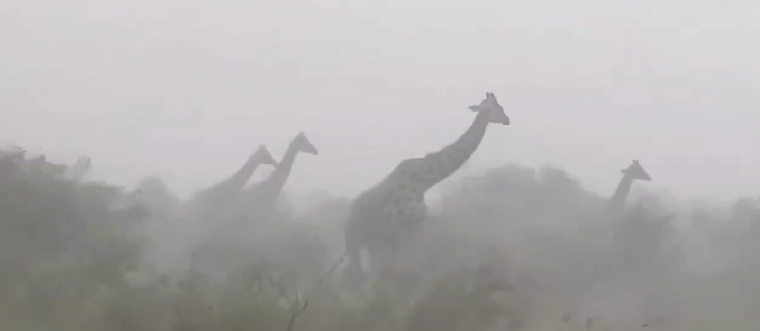 Jirafas en la tormenta sabana africana en Kenia
