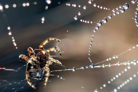 Un sueño que deja pensando. Foto: Efe. Un sueño que deja pensando. Foto: Efe.