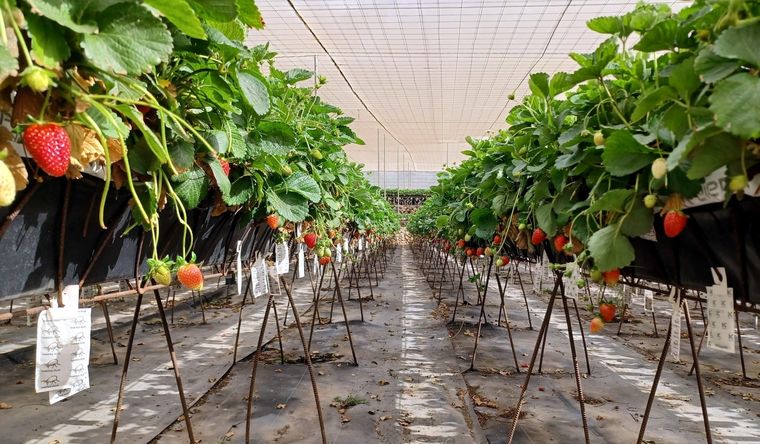 Las plantas hidropónicas son un recurso vital de cara al futuro de la humanidad. Foto: Efe.