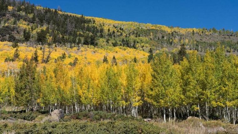 Los 47.000 árboles que conforman Pando están conectados por un sistema de raíces y son idénticos genéticamente. Foto: GETTY.