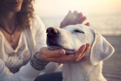 MDZol | Caricias de 10 minutos a tus mascotas que te disminuirán el estrés Foto: Shutterstock