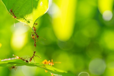 Este insecticida casero elimina a las hormigas y plagas en poco tiempo Foto: SHUTERSTOCK