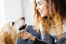 Con algunas medidas básicas, es posible reducir significativamente el riesgo de contraer una enfermedad por el contacto con las mascotas. Foto: GETTY IMAGES