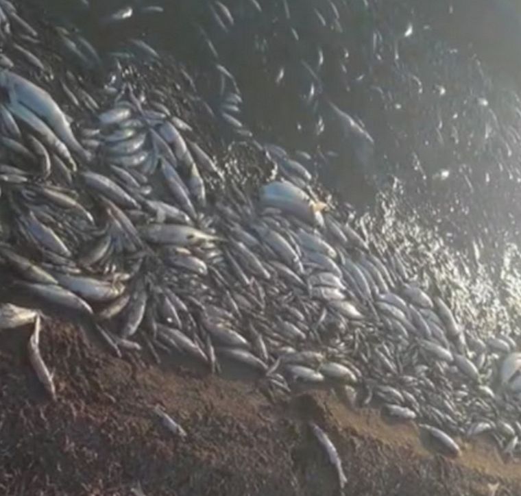 Miles de peces muertos aparecieron en los últimos días en las costas del embalse de Cruz del Eje Foto: El Doce