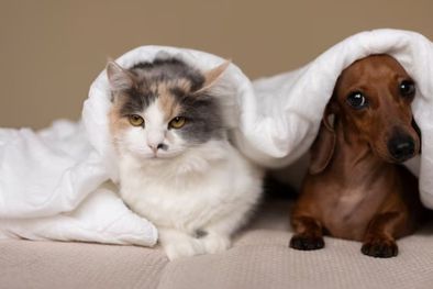 MDZol | Acá te enterarás cuáles son los increíbles beneficios en nuestra salud al tener perro y/o gato como compañía Foto: Freepik