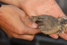 Foto: Nacho Gaffuri / MDZ