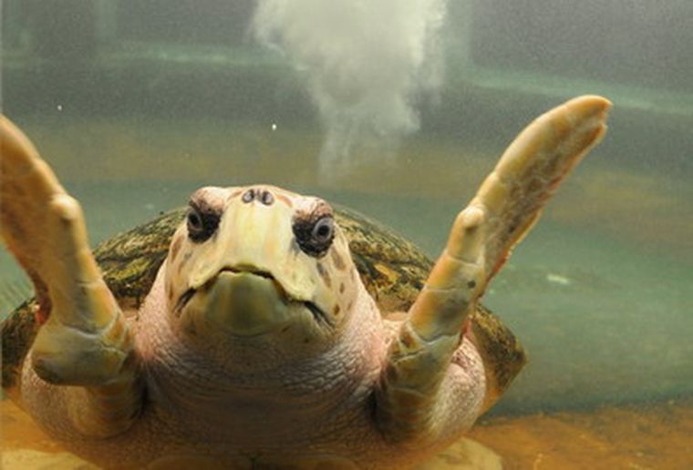 El tortugo Jorge fue una de las atracciones del acuario de la Municipalidad de Mendoza. 
