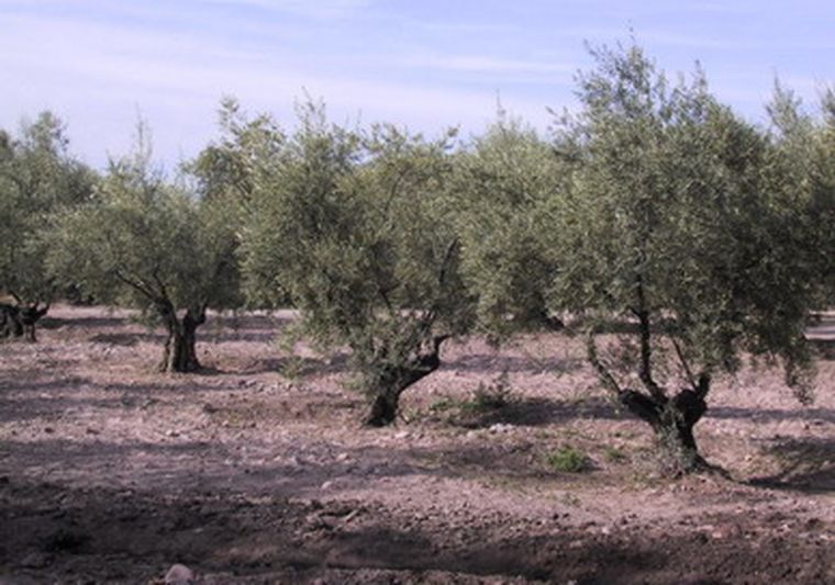 Hasta el 15 de mayo hay tiempo de presentar la documentación.