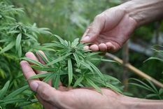 Donald Trump busca ampliar las opciones del uso del cannabis como tratamiento médico.