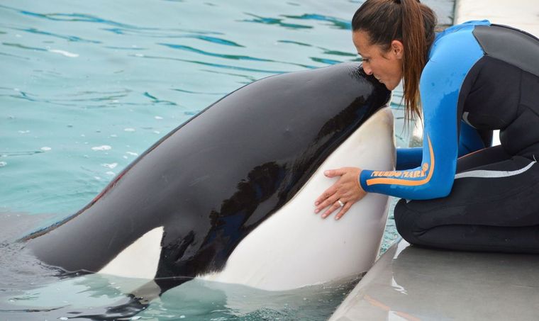 Muere la famosa orca Kshamenk tras 33 años en cautiverio en Argentina