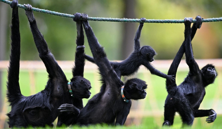 En el camino de la evolución, aparecieron enfermedades genéticas en los humanos por haber perdido la cola de nuestros antepasados primates. Foto: Getty Images