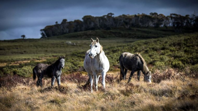 La enfermedad se transmite de caballos a humanos. Foto: FinancialTimes.