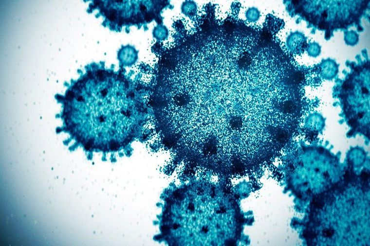 De acuerdo con Esteller, Branyas tenía un sistema inmune muy bueno, unas defensas que la protegían eficientemente. (Foto genérica de un virus)