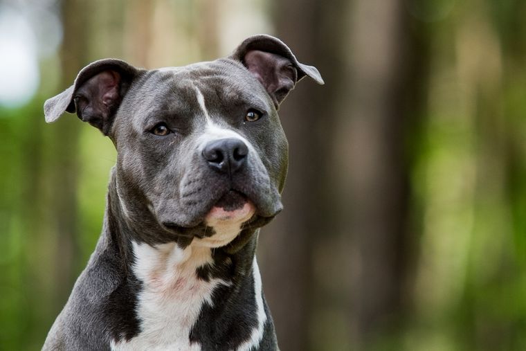 Aunque es parecido al pit bull, el American Staffordshire Terrier es mucho más sociable. Foto: Shutterstock