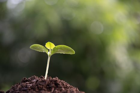 Las señales que dan las plantas. Fuente: Shutterstock. Las señales que dan las plantas. Fuente: Shutterstock.