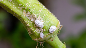 Cochinilla algodonosa: cómo combatir del jardín esta plaga dañina Te dejamos dos insecticidas caseros para eliminar cochinillas. Foto: Freepik