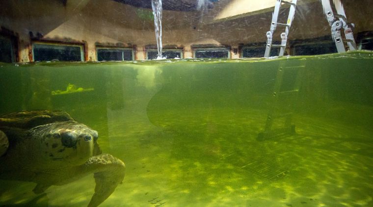 Foto: Prensa Municipalidad de Mendoza