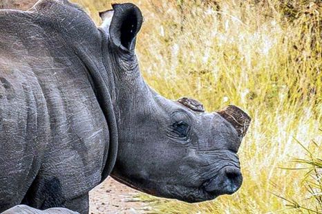 Solo cortar los cuernos reduce la caza furtiva del rinoceronte. Foto: Dpa
