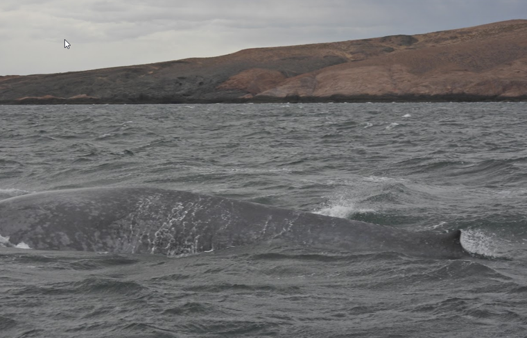 El registro de la ballena azul en Chubut aporta información clave para la protección de la biodiversidad marina. Foto:&nbsp;Fundación Rewilding Argentina
