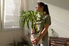 Estas plantas te brindan mayor calidad de vida. Foto: Archivo