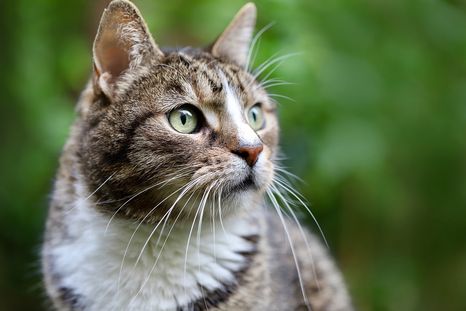 Cómo calcular la edad de una mascota. Foto: Pixabay.