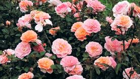 Rosa Apricot: es una variedad de rosa cubresuelos. Foto: Nature Hills