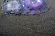 inusual fenomeno: aparecieron mas medusas en las playas de mar del plata