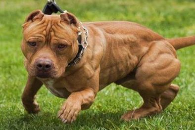 MDZol | Un hombre de 35 años fue imputado luego de que su perro de raza pitbull atacara el lunes a un niño y a su madre (imagen ilustrativa). Foto: Archivo MDZ