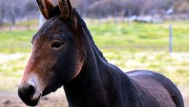 El descubrimiento es un aporte al gran servicio que las mulas prestan a la humanidad. Foto Efe El descubrimiento es un aporte al gran servicio que las mulas prestan a la humanidad. Foto Efe