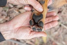 Revisar las patas de tu mascota tras cada paseo permite detectar cortes o cuerpos extraños. Foto: Shutterstock Revisar las patas de tu mascota tras cada paseo permite detectar cortes o cuerpos extraños. Foto: Shutterstock