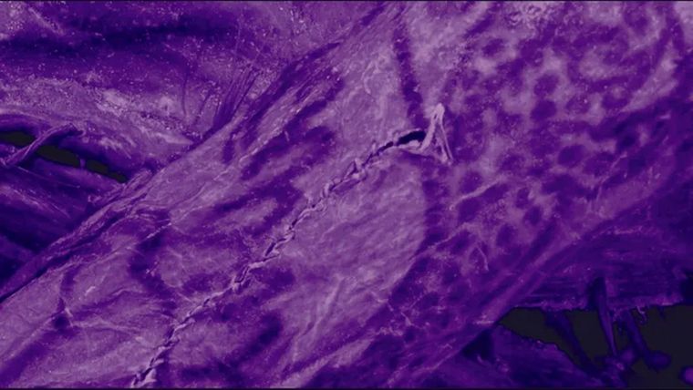 Los sofisticados tatuajes de la momia de 2.500 años, visibles gracias a tecnología avanzada.