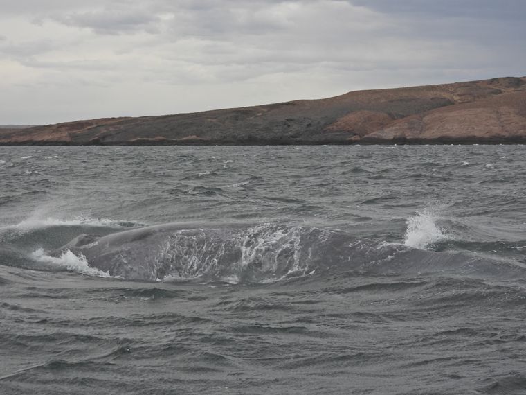 El hallazgo de este ejemplar en el Mar Argentino significa un hecho histórico en la conservación marina de la región. El hallazgo de este ejemplar en el Mar Argentino significa un hecho histórico en la conservación marina de la región.