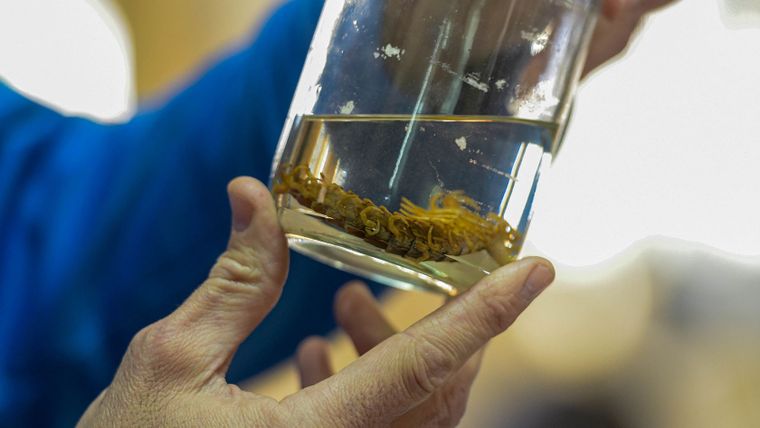Insectos del Conicet en Mendoza revelan datos clave para la justicia y el cuidado ambiental.