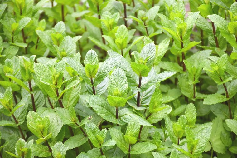 Conoce todas las propiedades de esta planta. Foto: Fuente: Shutterstock