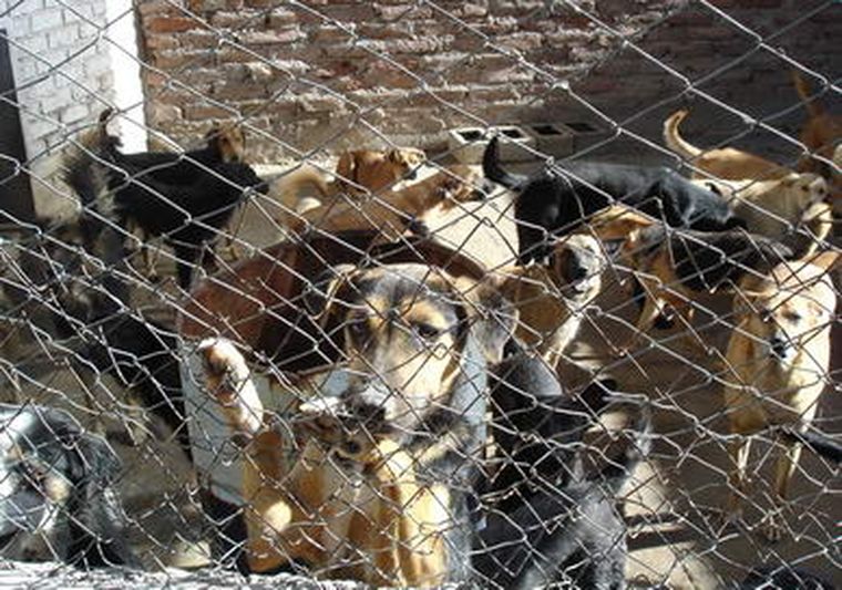 Canes en una perrera. Foto: Gentileza
