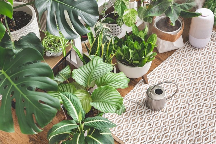 Las plantas tropicales ayudan a purificar el aire y mejorar el bienestar en casa. Foto: Shutterstock Las plantas tropicales ayudan a purificar el aire y mejorar el bienestar en casa. Foto: Shutterstock