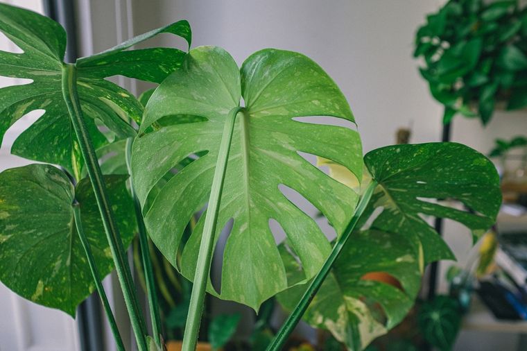 Jardín Consejos para trasplantar una monstera Foto: Pexels