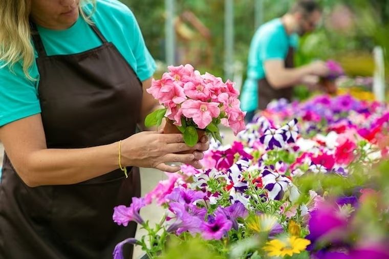 Petunias, plantas resistentes con flores hermosas. Petunias, plantas resistentes con flores hermosas.