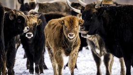Oostvaardersplassen es uno de los más polémicos proyectos de reintroducción de la vida silvestre en Europa. Oostvaardersplassen es uno de los más polémicos proyectos de reintroducción de la vida silvestre en Europa.