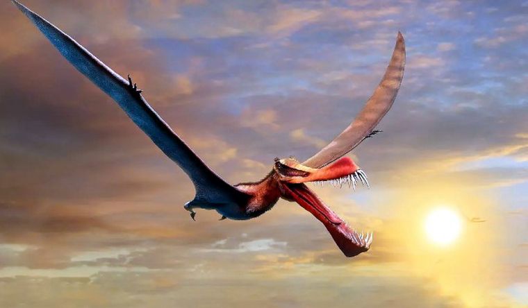 Los fósiles hallados abren descubrimientos sobre los hábitos de las aves prehistóricas. Foto Dpa 
