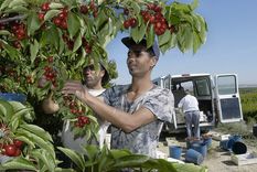 La cerezas dejan grandes ganancias a los países productores. Foto: Efe.