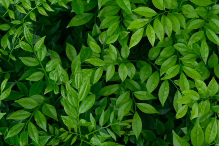 ACERTIJO VISUAL ACERTIJO VISUAL RETO VISUAL, SAPO Foto: MDZ ONLINE