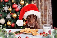 Mascotas Cómo preparar galletas para tus perros Foto: Shutterstock