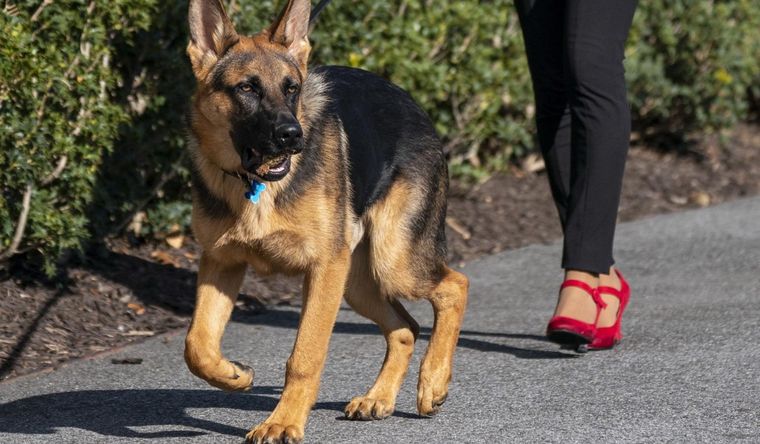 Commander, la problemática mascota de la familia Biden. Foto: Efe.